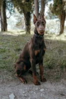 A majestic Doberman Pinscher sitting - Credits: pexels