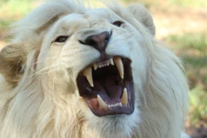 Close-up of a roaring white - Credits: pexels