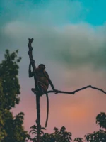 Silhouette of a monkey perched - Credits: pexels