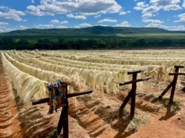 Sisal fibers drying outdoors in - Credits: pexels