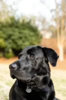 Portrait of a black Labrador - Credits: pexels