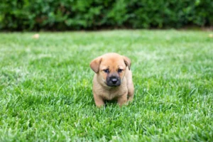 Cute puppy standing on lush - Credits: pexels