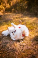 A joyful white dog playfully - Credits: pexels