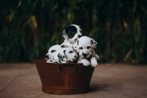 Cute Dalmatian puppies cuddled in - Credits: pexels