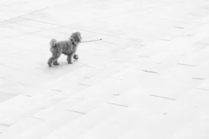 A lone poodle on a - Credits: pexels