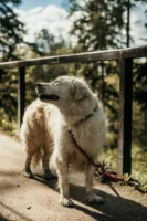 Charming Golden Retriever enjoying a - Credits: pexels
