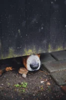 Close-up of a dog's nose - Credits: pexels