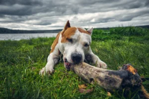 American Staffordshire Terrier enjoying a - Credits: pexels