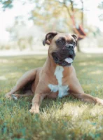 A purebred boxer dog lounging - Credits: pexels