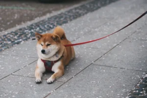A cute Shiba Inu dog - Credits: pexels