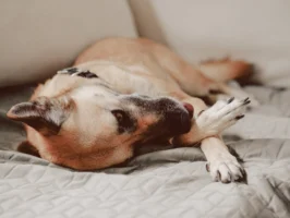 Adorable and relaxed dog lying - Credits: pexels