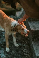 A dog being gently petted - Credits: pexels