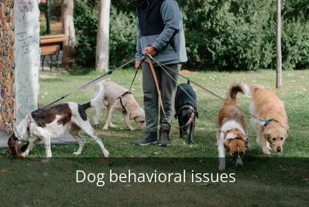 Dog behavioral issues