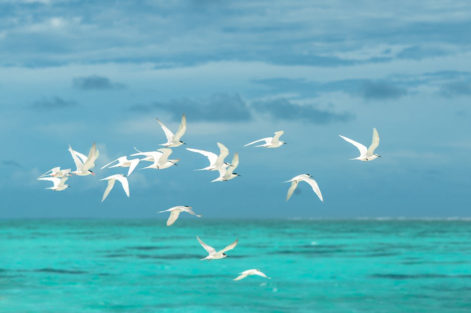 A graceful flight of seagulls - Credits: pexels