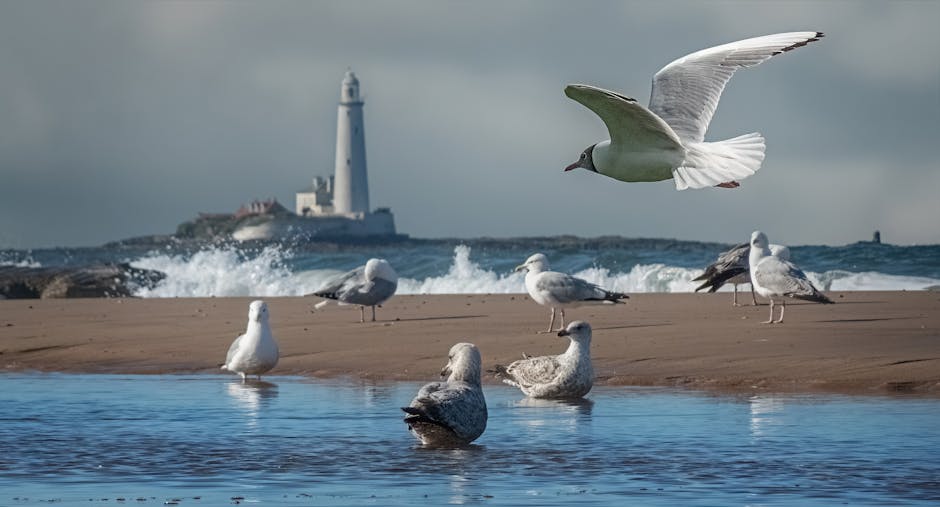 Seagulls flying and resting near - Credits: pexels