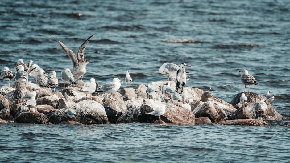 A diverse group of seabirds, - Credits: pexels