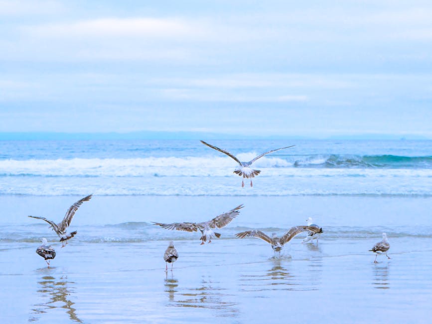 A serene view of seagulls - Credits: pexels